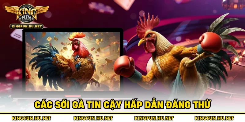 Các sới gà tin cậy hấp dẫn đáng thử